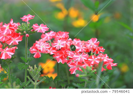 漂亮的馬鞭草（Himebijo Sakura） 79546041