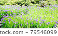 Iris 79546099