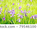 Japanese iris [up] 79546100