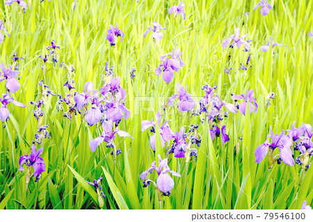 Japanese iris [up] 79546100