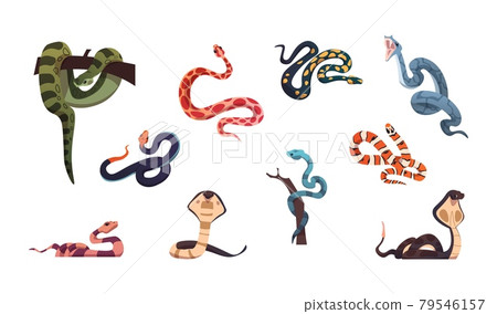 Snakes. Poison reptiles collection. Cartoon... - Stock Illustration  [79546157] - PIXTA