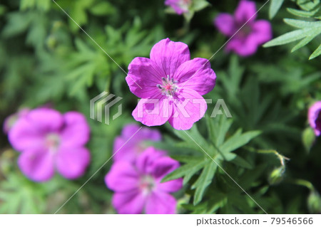 Geranium Sangineum Maxfli that grows even in the half shade 79546566