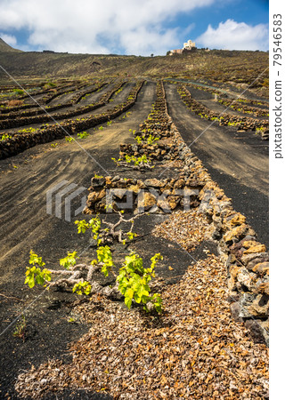 landscape with volcanic vineyards. Lanzarote. Canary Islands. Spain 79546583