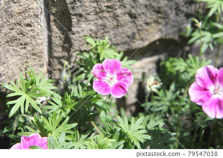 Geranium Sangineum Elk Geraniaceae 79547038