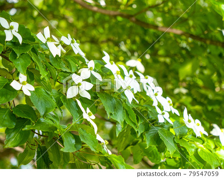 植物照片：Kousa山茱萸開花競爭。白色山茱萸花被刺成紅色。雪般山茱萸花 79547059