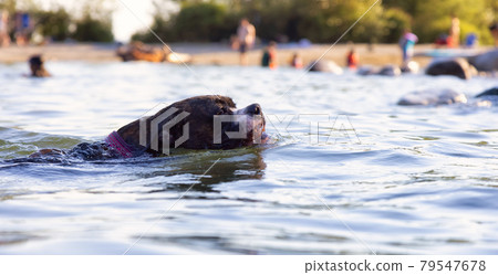 Playful and Funny Boxer Dog swimming in the water 79547678