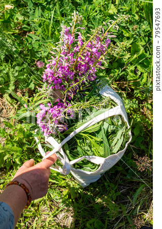 An elderly woman collects the leaves of Ivan-tea for fermentation. Collection of medicinal herbs An elderly woman collects the leaves of Ivan-tea for fermentation. Collection of medicinal herbs 79547693