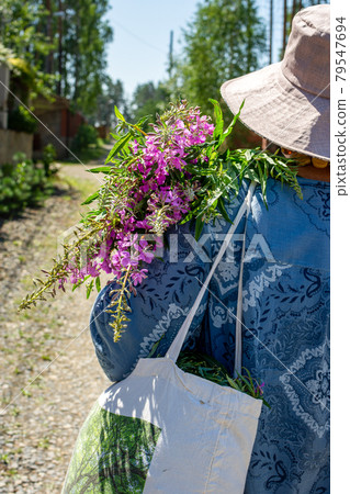 An elderly woman collects the leaves of Ivan-tea for fermentation. Collection of medicinal herbs An elderly woman collects the leaves of Ivan-tea for fermentation. Collection of medicinal herbs 79547694