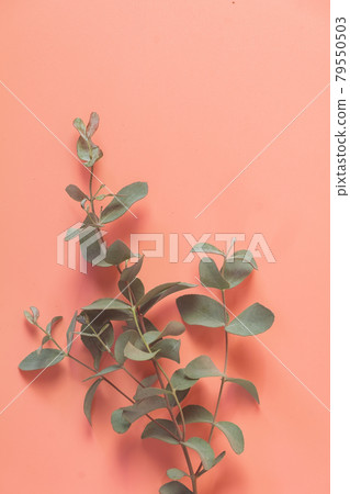 Eucalyptus leaf lay on pink background. 79550503
