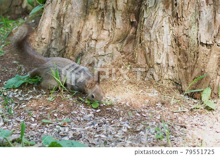 Ezoris who goes down to the ground and eats food on a spring morning 79551725