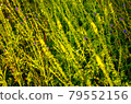Atmospheric natural background with meadow vegetation in the rays of the rising sun. 79552156
