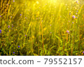 Atmospheric natural background with meadow vegetation in the rays of the rising sun. 79552157