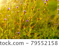 Atmospheric natural background with meadow vegetation in the rays of the rising sun. 79552158