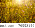 Atmospheric natural background with meadow vegetation in the rays of the rising sun. 79552159