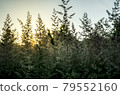 Atmospheric natural background with meadow vegetation in the rays of the rising sun. 79552160