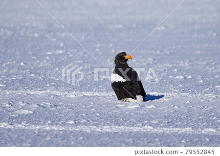 Great eagle on the snow 79552845