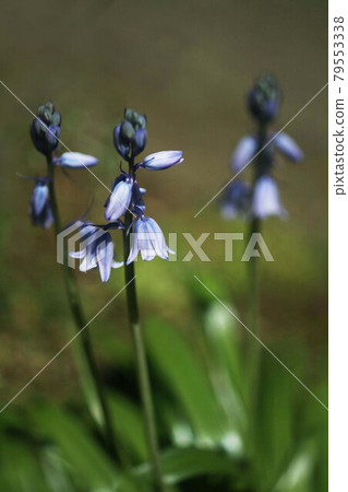 風信子油西班牙花 風信子油西班牙花 79553338