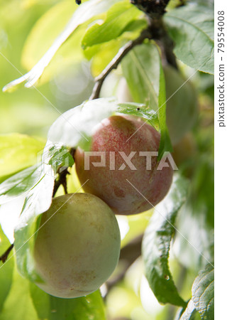 結果的李子樹 結果的李子樹 79554008