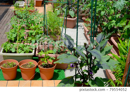 Home garden with a planter Growing various vegetables and having fun at home 79554052