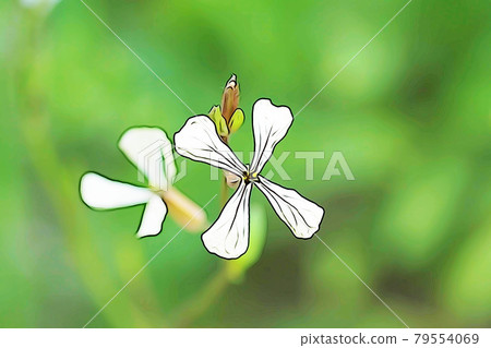 Pastel-like "herb arugula flower" illustration image Pastel-like "herb arugula flower" illustration image 79554069