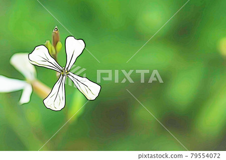 Pastel-like "herb arugula flower" illustration image 79554072