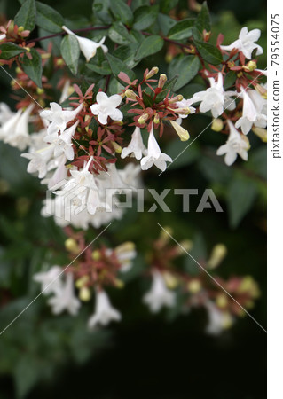 White red flower White red flower 79554075