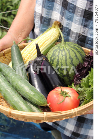 Summer vegetable harvest Summer vegetable harvest 79554077