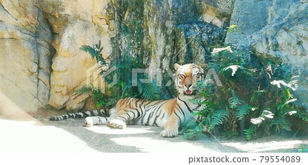 Sitting tiger Sitting tiger 79554089
