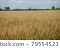 Autumn sowing wheat field 79554523