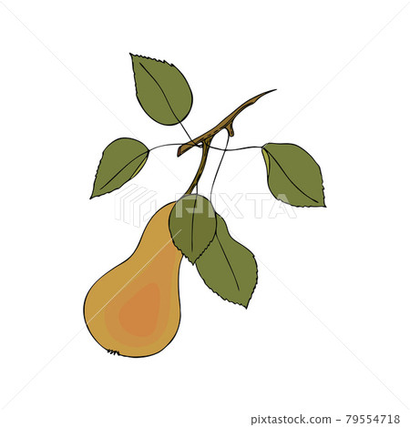 Fruit Pear, doodling, realistic hand drawing, black outline, color, isolated, white background. Healthy eating. Fruit Pear, doodling, realistic hand drawing, black outline, color, isolated, white background. Healthy eating. 79554718