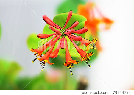 粉彩般的“金銀花盛開”插圖圖像 79554754