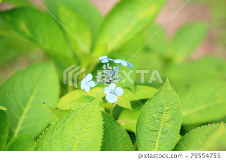 Gaku 繡球花 Ezo 繡球花 79554755
