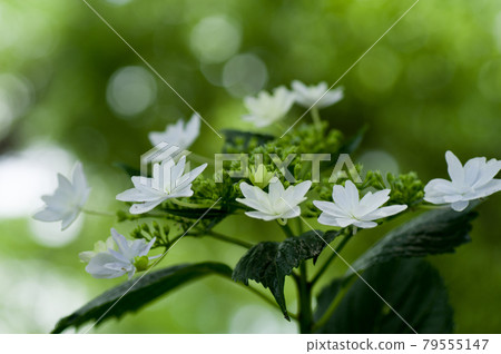 純繡球花 79555147