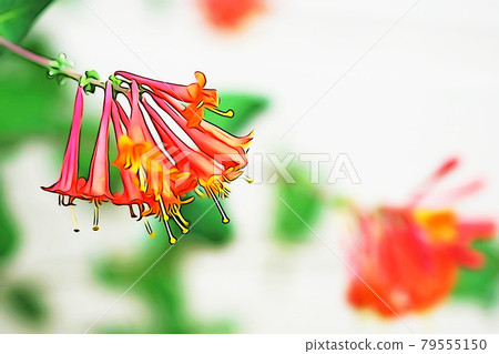 粉彩般的“金銀花盛開”插圖圖像 粉彩般的“金銀花盛開”插圖圖像 79555150