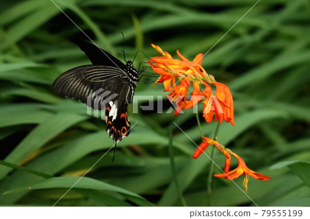 來到蒙布列蒂亞的 Papilio helenus 來到蒙布列蒂亞的 Papilio helenus 79555199