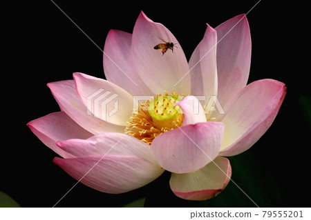 Lotus flower and bee Lotus flower and bee 79555201