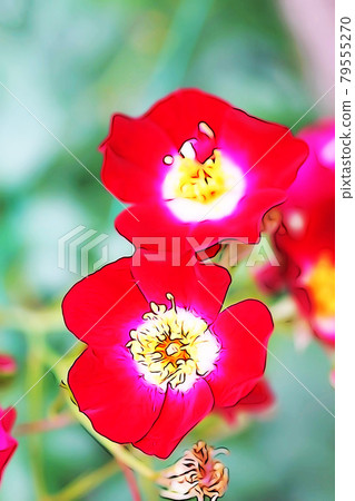 柔和的風格“盛開的玫瑰花”插圖圖像 79555270