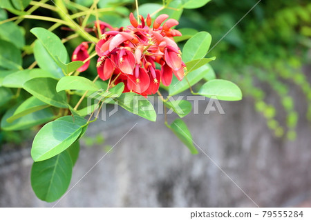 American Flower of Deigo American Flower of Deigo 79555284