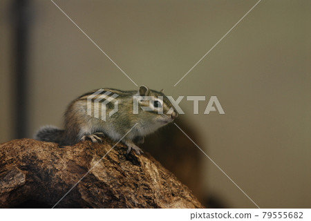 Chipmunk standing still and looking at something Chipmunk standing still and looking at something 79555682