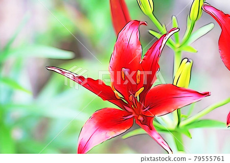 images of money tree plant Pachira aquatica | Money Tree