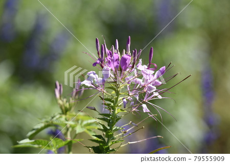 Red flower red flower 79555909