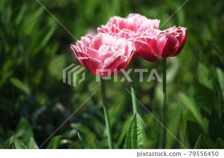 鬱金香紅色重瓣花 79556450