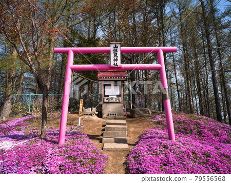 Toigakko Shiba Sakura Park 79556568