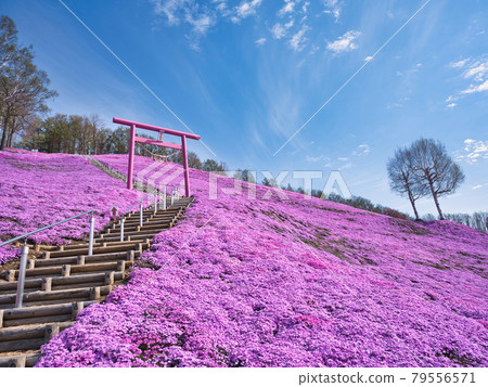 Toigakko Shiba櫻花公園 79556571