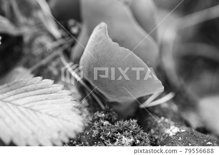Auricularia auricula-judae grows on a fallen wood in a forest among moss Auricularia auricula-judae grows on a fallen wood in a forest among moss 79556688