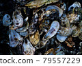 Oyster shell 79557229