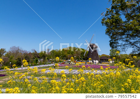 Windmills in Tsurumi Ryokuchi Park decorated with spring flowers Windmills in Tsurumi Ryokuchi Park decorated with spring flowers 79557542