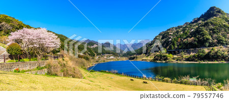 Sakura panorama of Kayaze Dam [Omura City, Nagasaki Prefecture] 79557746