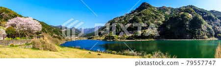 Sakura panorama of Kayaze Dam [Omura City, Nagasaki Prefecture] 79557747