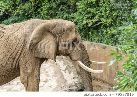 African elephant Sendai City, Miyagi Prefecture 79557819